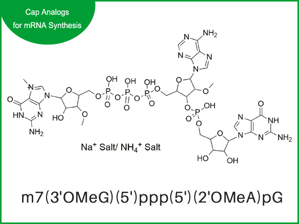 m7(3'OMeG)(5')ppp(5')(2'OMeA)pG
