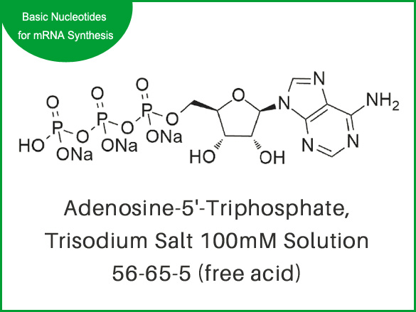 Adenosine-5'-Triphosphate